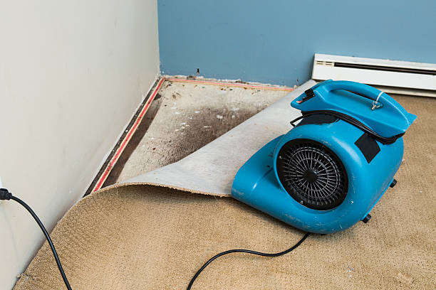 Best Mold removal after water damage  in Corralitos, CA